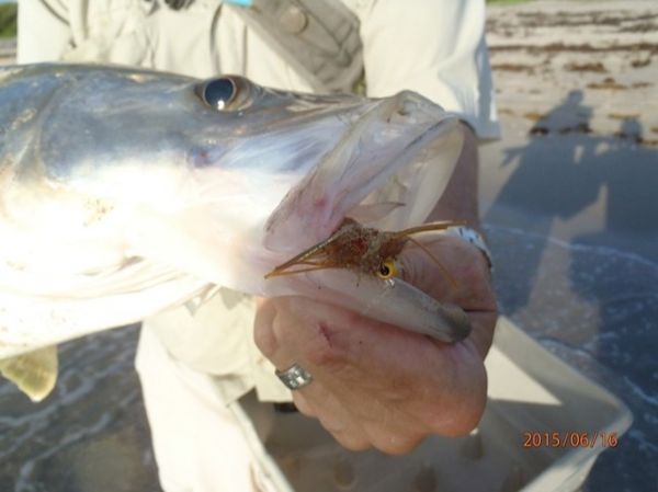 David Bullard 's Fly-fishing Catch of a Snook - Robalo – Fly dreamers 