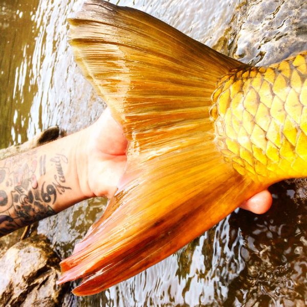 Nate Adams 's Fly-fishing Image of a Carp – Fly dreamers 