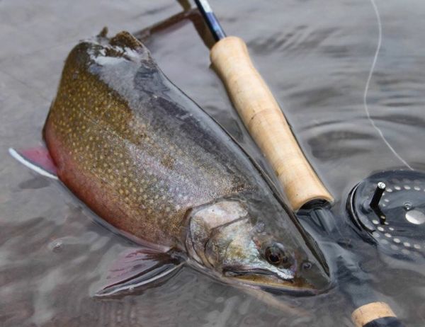 Rudy Babikian 's Fly-fishing Image of a Brook trout – Fly dreamers 