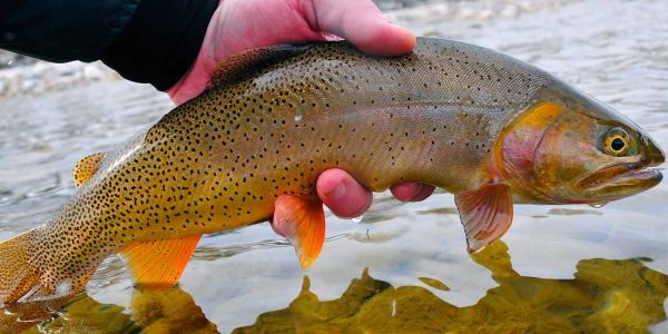 Tyler Hackett 's Fly-fishing Picture of a Cutthroat – Fly dreamers 