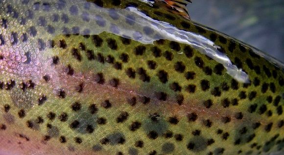 Tyler Hackett 's Fly-fishing Image of a Rainbow trout – Fly dreamers 
