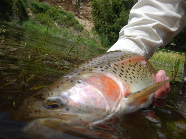 Robby Gaworski 's Fly-fishing Photo of a Rainbow trout – Fly dreamers 