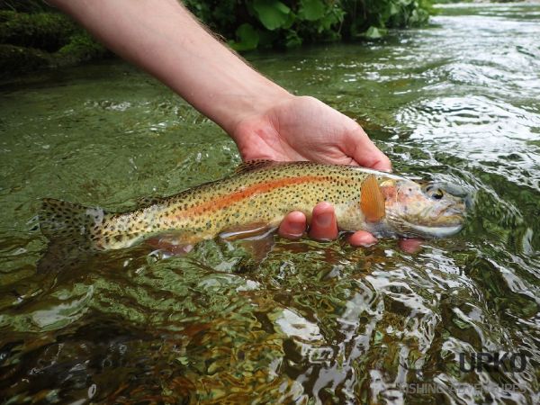 Uros Kristan 's Fly-fishing Photo of a Rainbow trout – Fly dreamers 