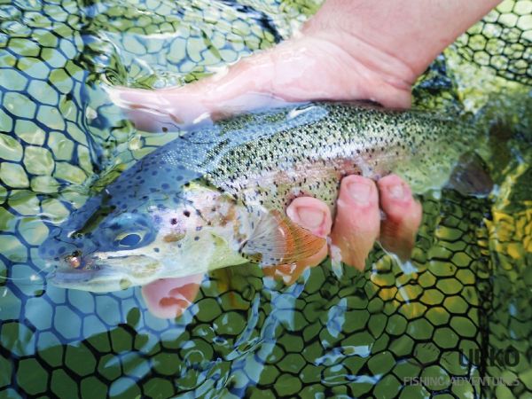 Uros Kristan 's Fly-fishing Image of a Rainbow trout – Fly dreamers 