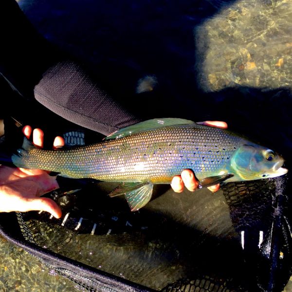 Fly-fishing Photo of Grayling shared by Nick Holman – Fly dreamers 