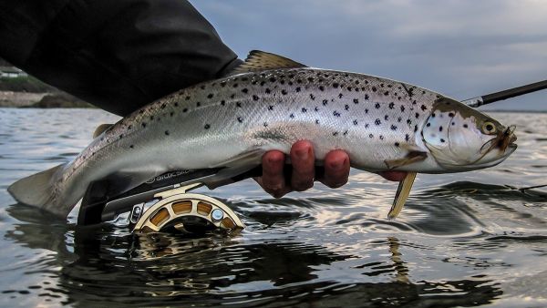 Fly-fishing Photo of Sea-Trout shared by Rune Westphal – Fly dreamers 