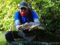 Fish of the day ... Solid male brownie