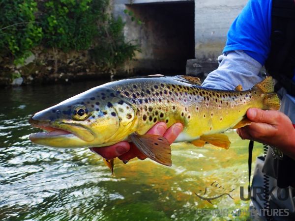 Uros Kristan 's Fly-fishing Photo of a Brown trout – Fly dreamers 
