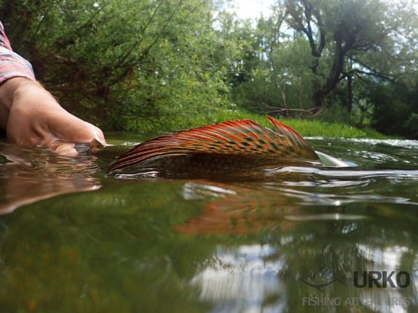 Uros Kristan 's Fly-fishing Photo of a Grayling – Fly dreamers 