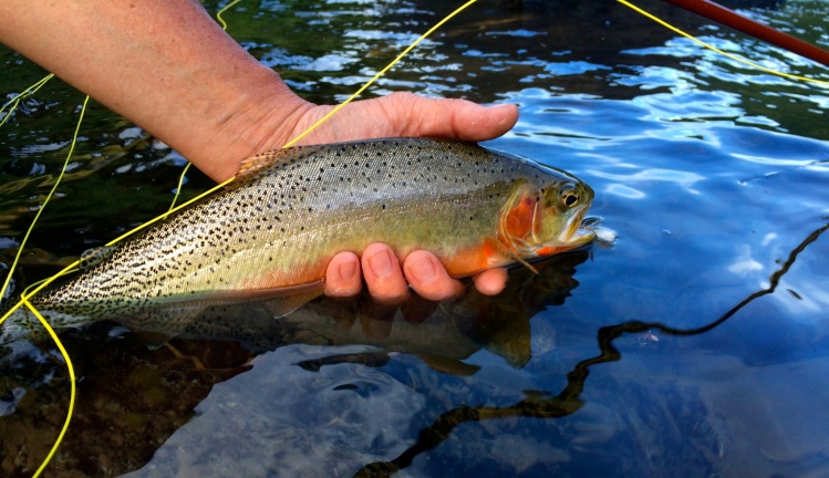 A robust population of 12-15 inch cutthroat seems to in the river this year. They ate golden stones at times with abandon.