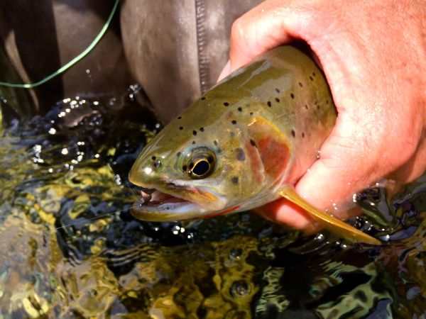 Fly-fishing Pic of Red throated trout shared by Kimbo May – Fly dreamers 