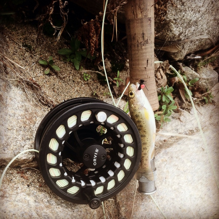 Little but fun to catch. Creek fishin, gotta love it