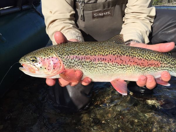 Bruce Olson 's Fly-fishing Picture of a Rainbow trout – Fly dreamers 