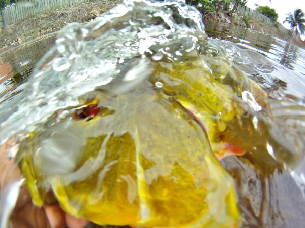 Hai Truong 's Fly-fishing Photo of a Peacock Bass – Fly dreamers 