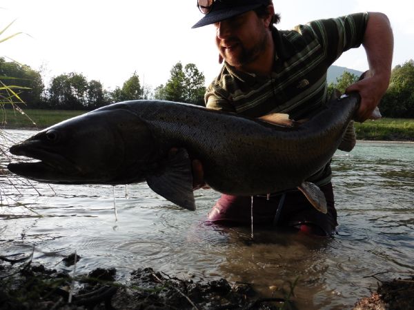 Fly-fishing Picture of Danube Salmon - Hucho Hucho shared by Nicholas Ferentzi – Fly dreamers