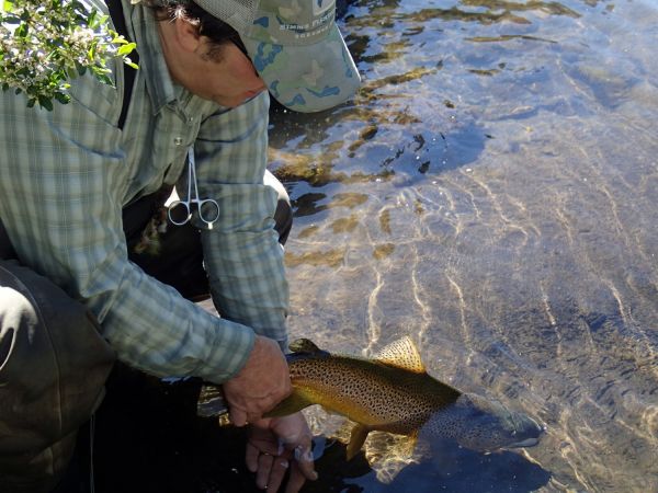 Great Fly-fishing Situation of Brown trout shared by Gonzalo Flego 