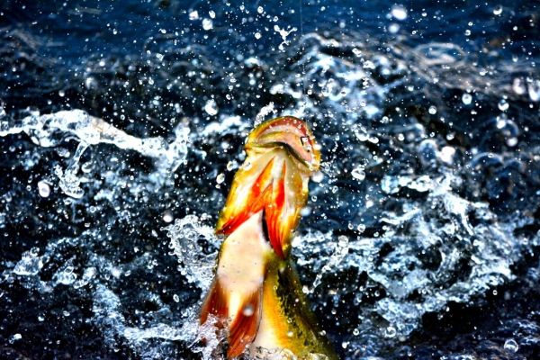 Hai Truong 's Fly-fishing Photo of a Peacock Bass – Fly dreamers 