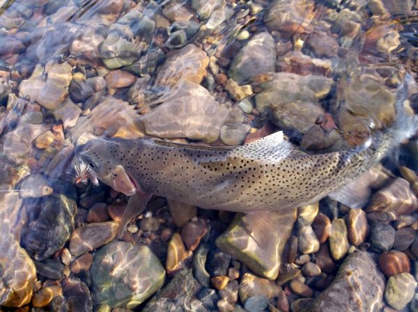 James Savstrom 's Fly-fishing Photo of a Cutthroat – Fly dreamers 