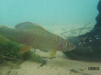 #grayling #underwater #Simms #thegraylingparede #urkofishingadventures