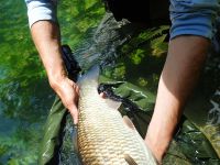 #trophy #chub #keepemwet #urkofishingadventures