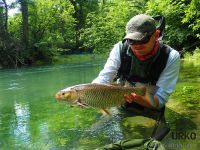 #Andy #trophy #chub #sight #fishing #nymph #urkofishingadventures