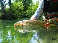 #trophy #chub #catchandrelease #fishinthewater #urkofishingadventures