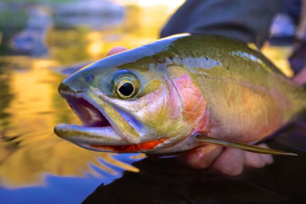 Greg  Houska 's Fly-fishing Picture of a Cutthroat – Fly dreamers 