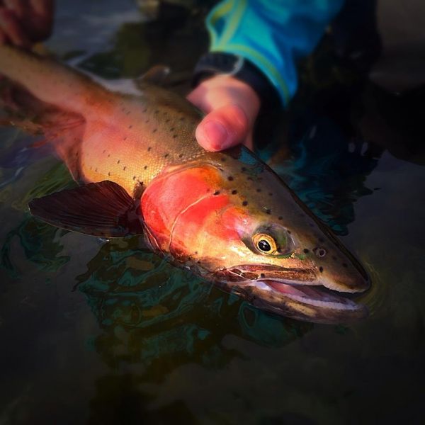 Max  Kantor  's Fly-fishing Photo of a Cutthroat – Fly dreamers 