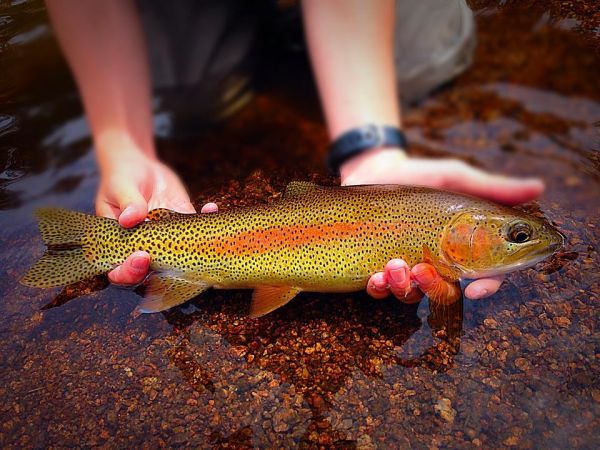 Fly-fishing Image of Rainbow trout shared by Max  Kantor  – Fly dreamers