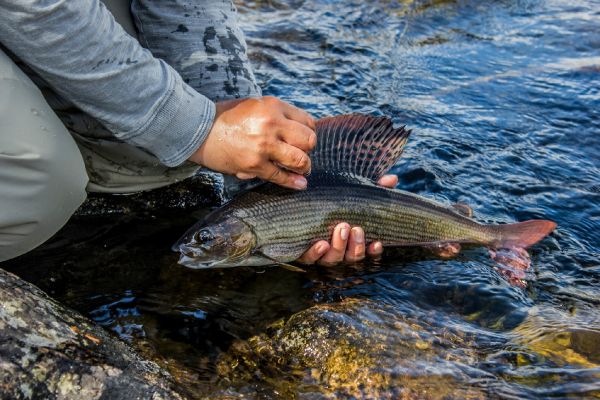 Fly-fishing Pic of Grayling shared by Alexander Lexén – Fly dreamers 