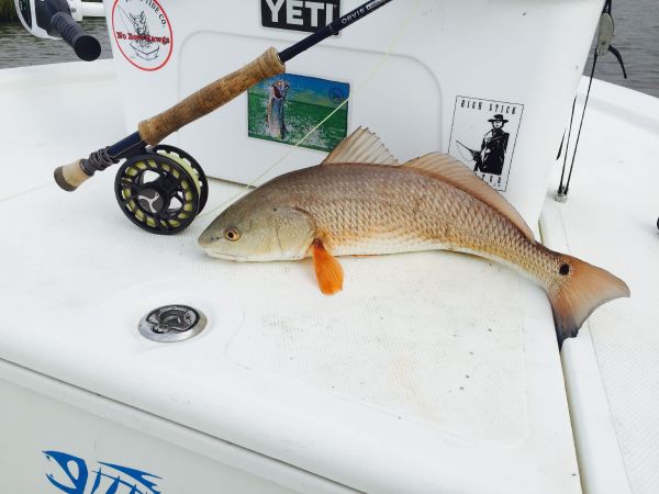 Fly-fishing Pic of Redfish shared by Michael Leishman – Fly dreamers 