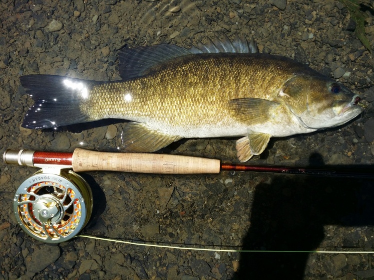 Lets not forget the Smallmouth Bass on the fly