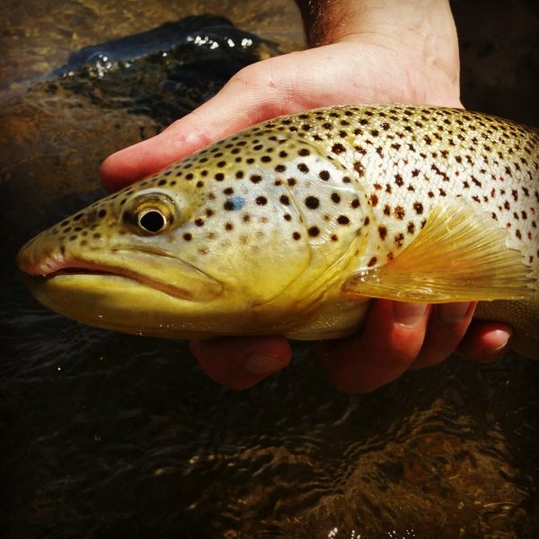 Tyler Hackett 's Fly-fishing Catch of a Brown trout – Fly dreamers 