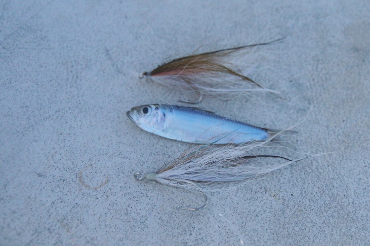 Sardinia run was unique. They look vivid blue and silver out of the water, but a gold/tan band becomes prominent once in water. Deceivers with that gold band ended up doing roosters in.