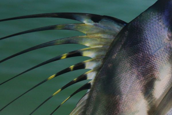 Ben Meadows 's Fly-fishing Picture of a Roosterfish – Fly dreamers 