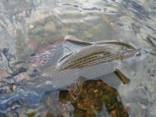 Daniel Windmill 's Fly-fishing Photo of a Grayling – Fly dreamers 