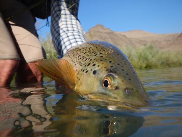 Fly-fishing Pic of Brown trout shared by Robby Gaworski – Fly dreamers 