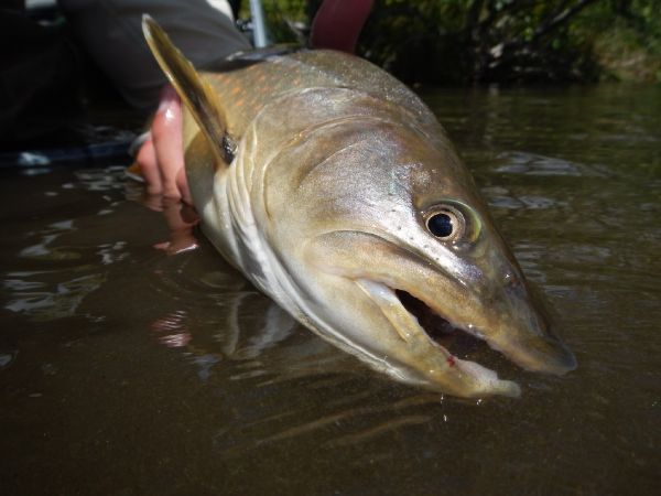 Robby Gaworski 's Fly-fishing Catch of a Bull trout – Fly dreamers 