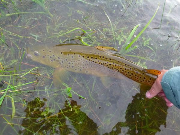 Scott Marr 's Fly-fishing Picture of a Brown trout – Fly dreamers 