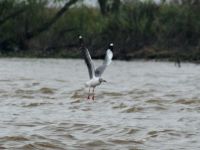 Foto de pesca con mosca