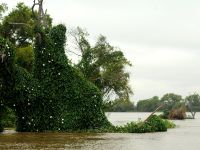 Foto de pesca con mosca