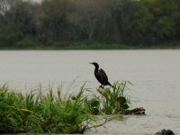 Foto de pesca con mosca