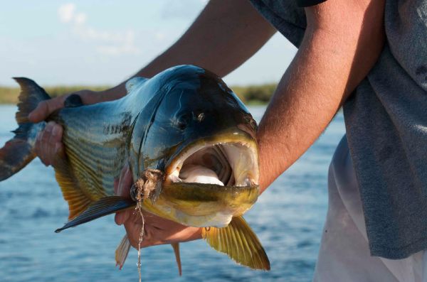 Justo Sanchez Elia 's Fly-fishing Picture of a Golden Dorado – Fly dreamers 