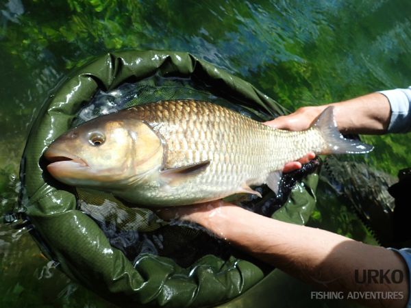 Fly-fishing Pic of Squalius cephalus shared by Uros Kristan – Fly dreamers 