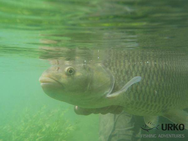 Uros Kristan 's Fly-fishing Pic of a Chub – Fly dreamers 