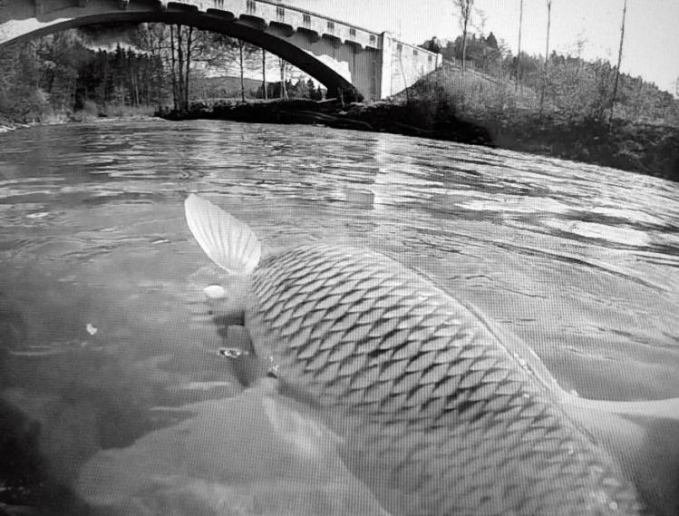 Dry Fly Chub April 2015 (Video)
Fall in Love with the Dry Fly… again... and again… and…
Perfect conditions. Nice Fishing.
watch Film here : <a href="https://vimeo.com/133069516">https://vimeo.com/133069516</a>