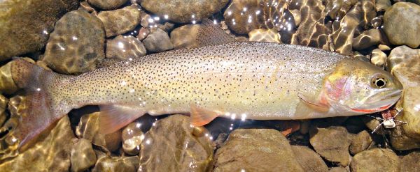 Mark Greer 's Fly-fishing Photo of a Rio grande cutthroat – Fly dreamers 