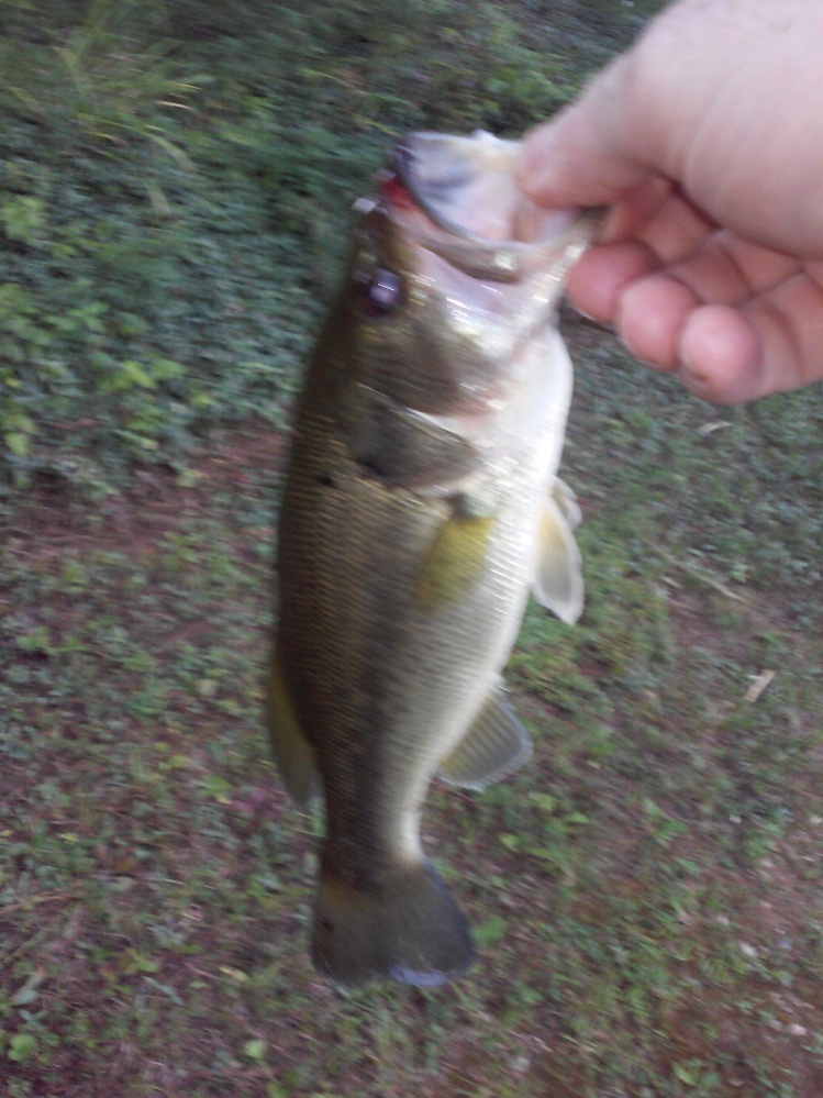Little largemouth action on the flyrod.