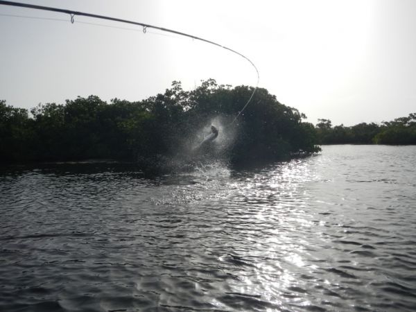 Tarpon Fly-fishing Situation – David Cowes shared this Good Pic in Fly dreamers 