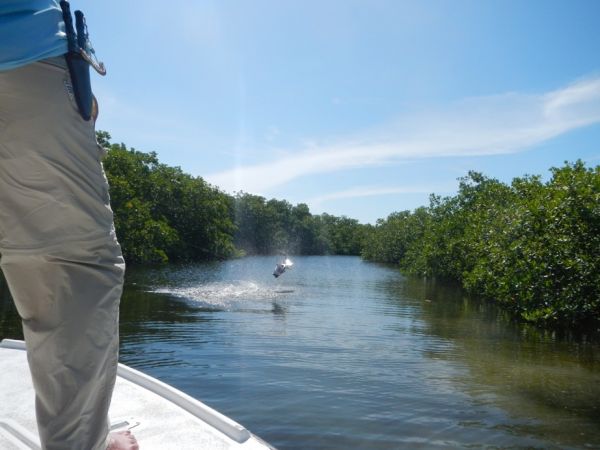 Good Fly-fishing Situation of Tarpon - Image shared by David Cowes – Fly dreamers